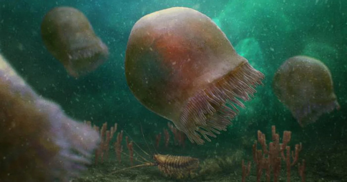 Encontraron rastros de la medusa más antigua del mundo en un fósil de 505 millones de años