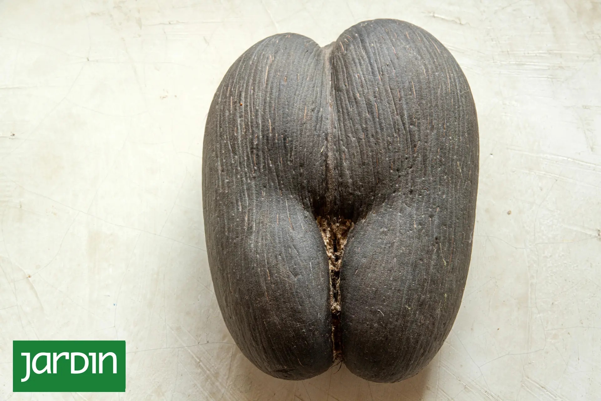 La semilla puede llegar a pesar 30 kilos y es la más grande del mundo