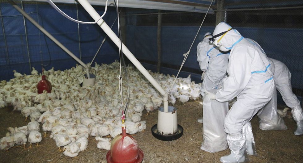 OMS anuncia primera muerte por gripe aviar H5N2 en México, primer caso a nivel mundial