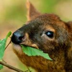 Pudú 😍