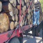 Carabineros detiene a siete sujetos por robo de madera en Collipulli